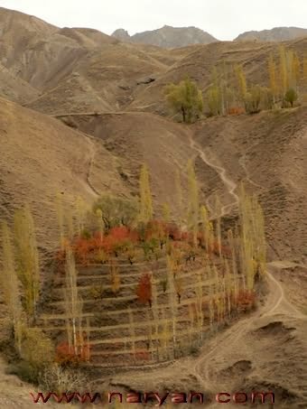 sadaf (613).jpg